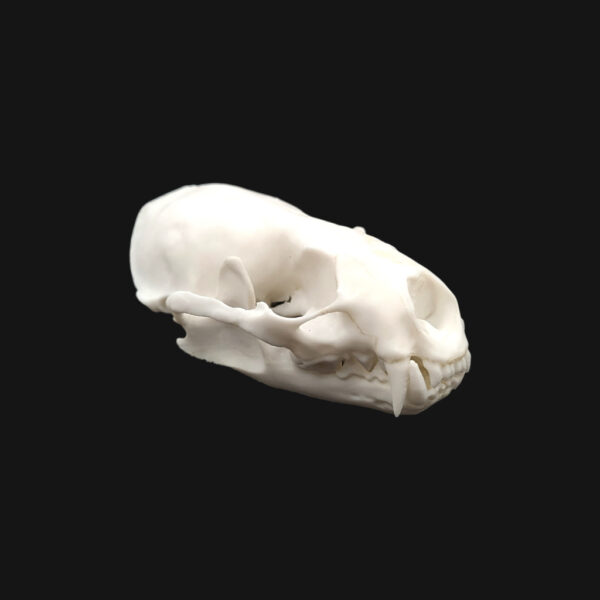 Réplique de crâne de loutre d'Europe réalisée en impression 3D