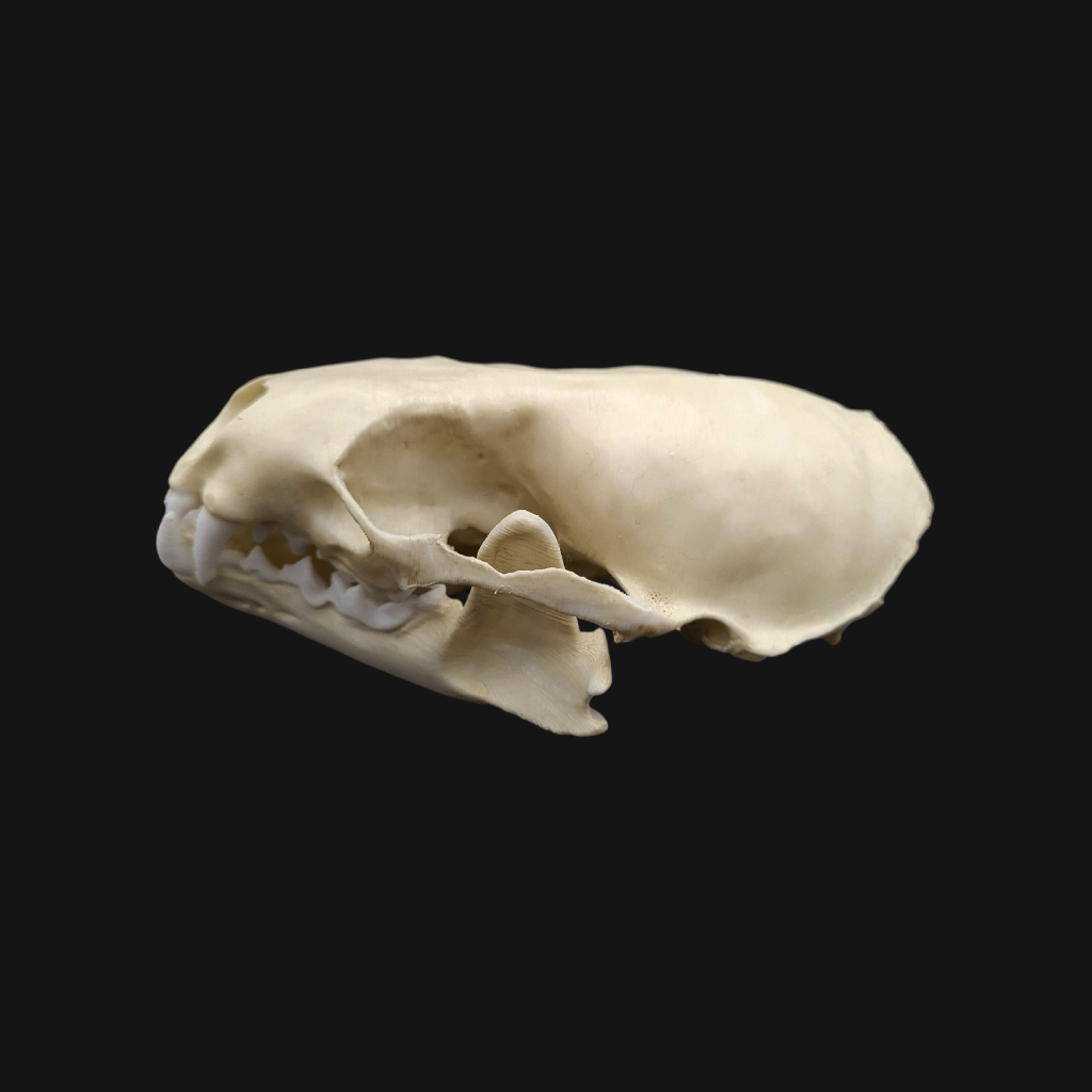 Réplique de crâne de loutre d