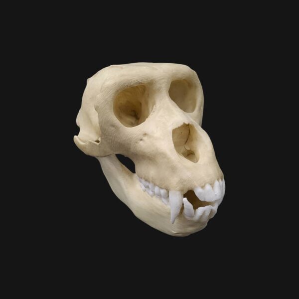 Réplique de crâne de macaque de Barbarie réalisée en impression 3D