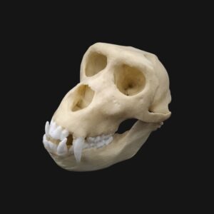 Réplique de crâne de macaque de Barbarie (magot) réalisée en impression 3D
