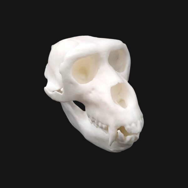 Réplique de crâne de macaque de Barbarie (magot) réalisée en impression 3D