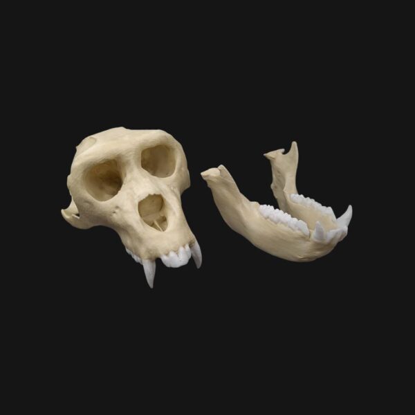 Réplique de crâne de macaque de Barbarie (magot) réalisée en impression 3D