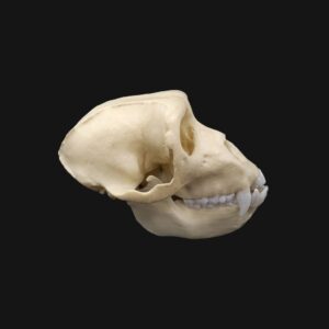 Réplique de crâne de macaque de Barbarie (magot) réalisée en impression 3D