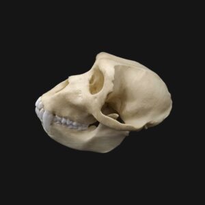 Réplique de crâne de macaque de Barbarie (magot) réalisée en impression 3D