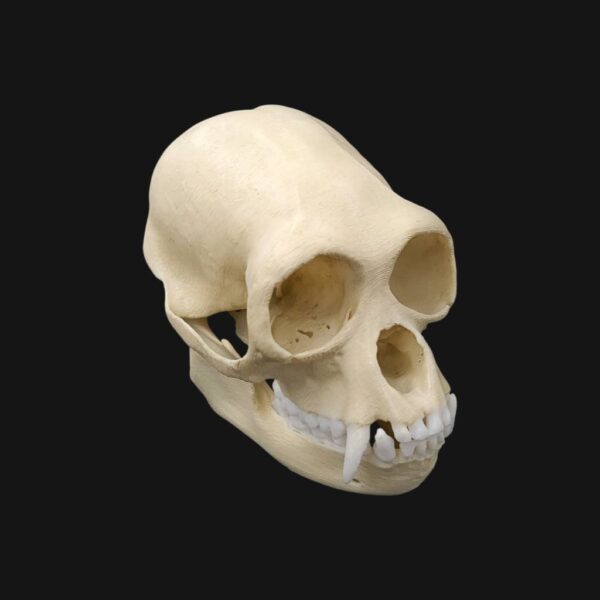 Réplique de crâne de siamang réalisée en impression 3D