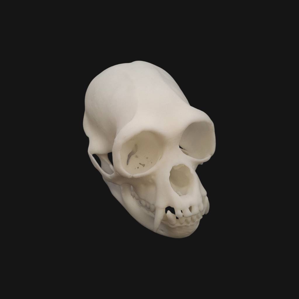 Réplique de crâne de siamang réalisée en impression 3D