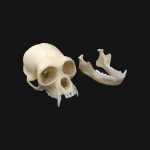 Réplique de crâne de siamang réalisée en impression 3D