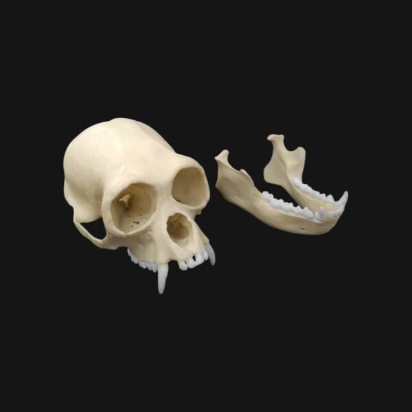 Réplique de crâne de siamang réalisée en impression 3D