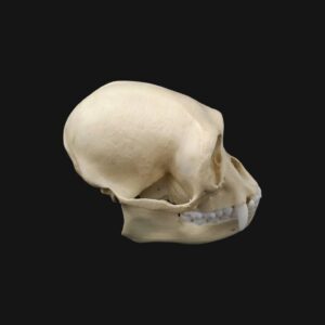 Réplique de crâne de siamang réalisée en impression 3D