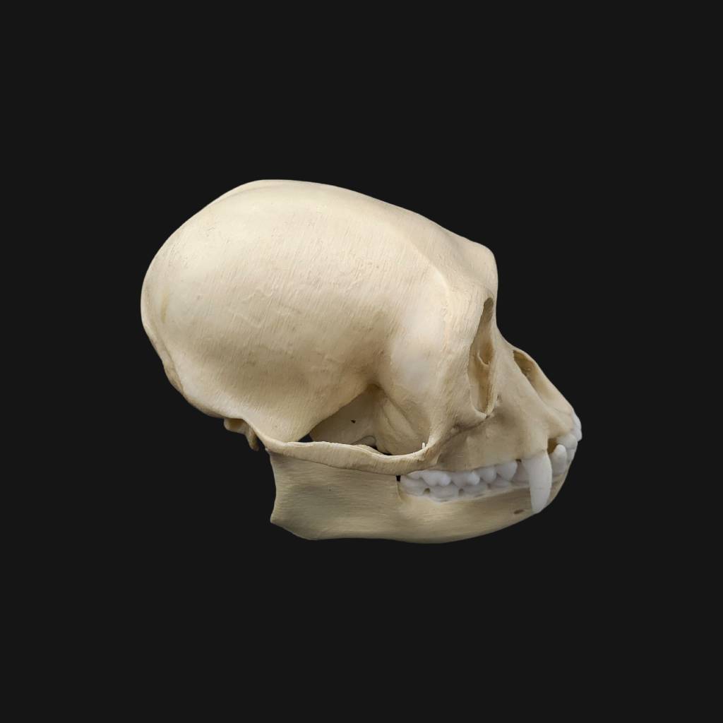 Réplique de crâne de siamang réalisée en impression 3D