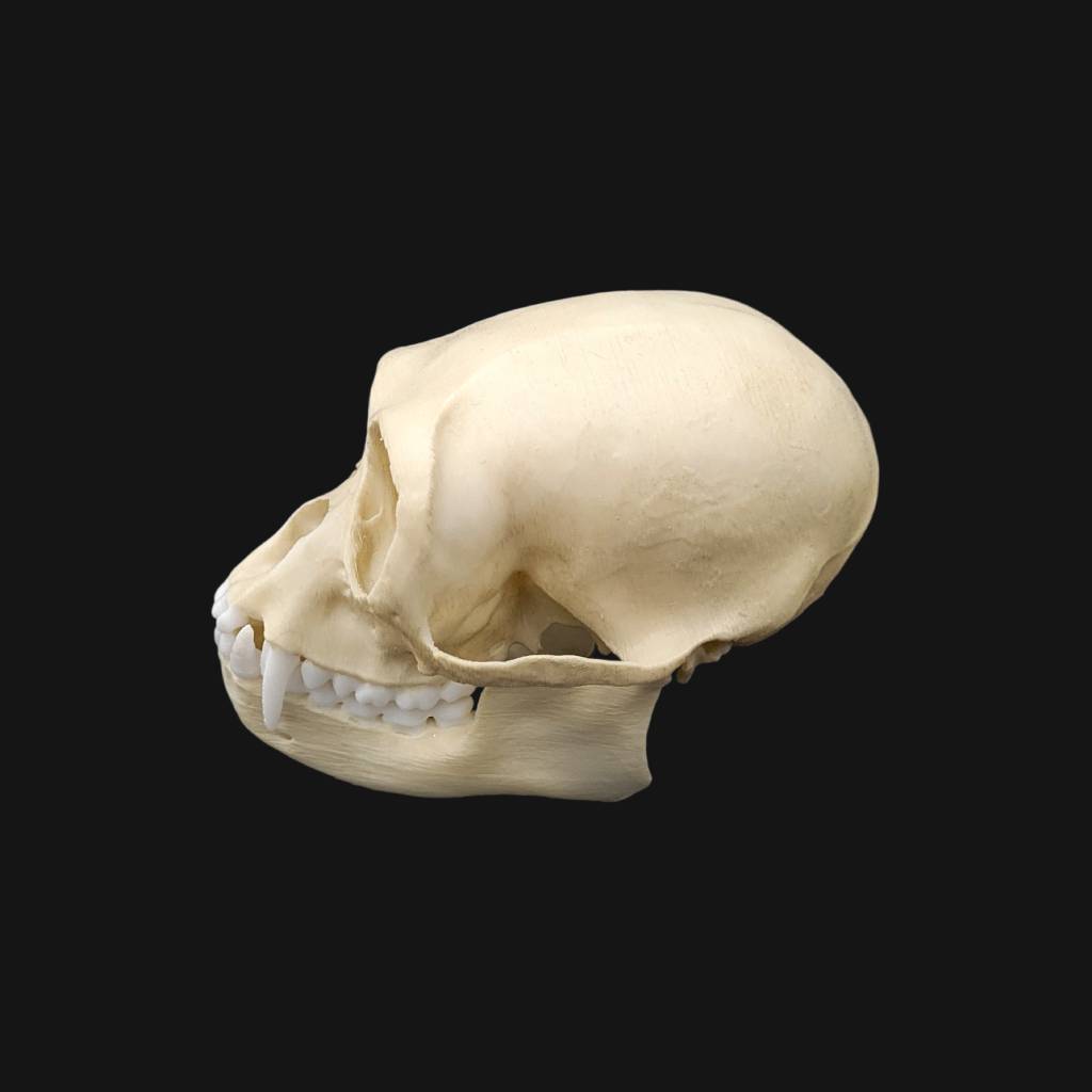 Réplique de crâne de siamang réalisée en impression 3D