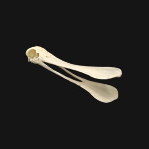 Réplique de crâne de spatule réalisée en impression 3D