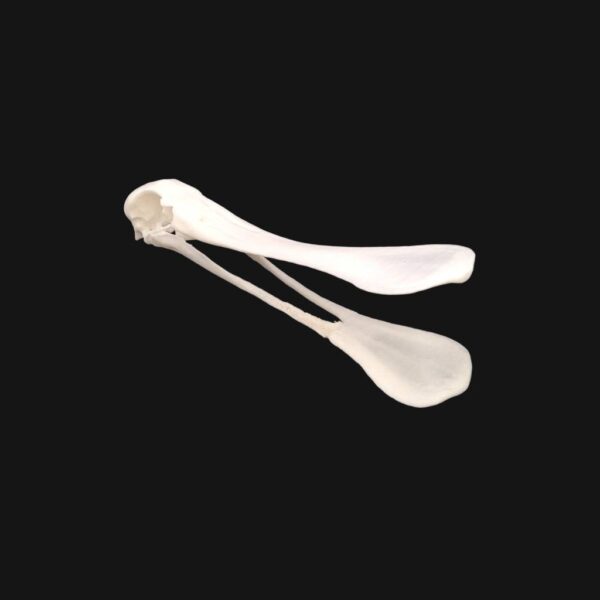 Réplique de crâne de spatule réalisée en impression 3D