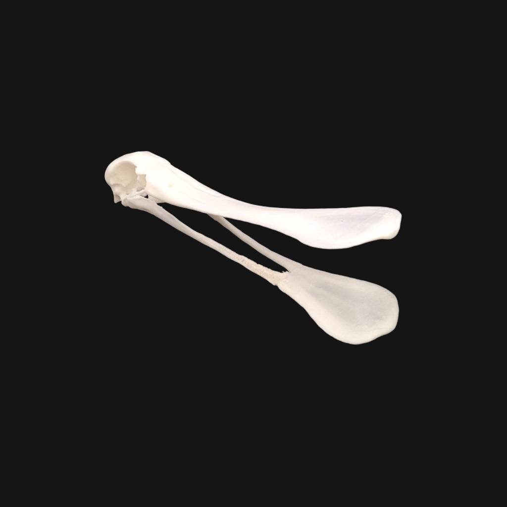 Réplique de crâne de spatule réalisée en impression 3D