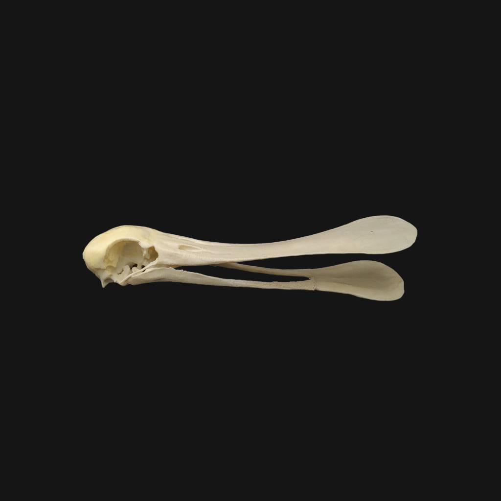 Réplique de crâne de spatule réalisée en impression 3D