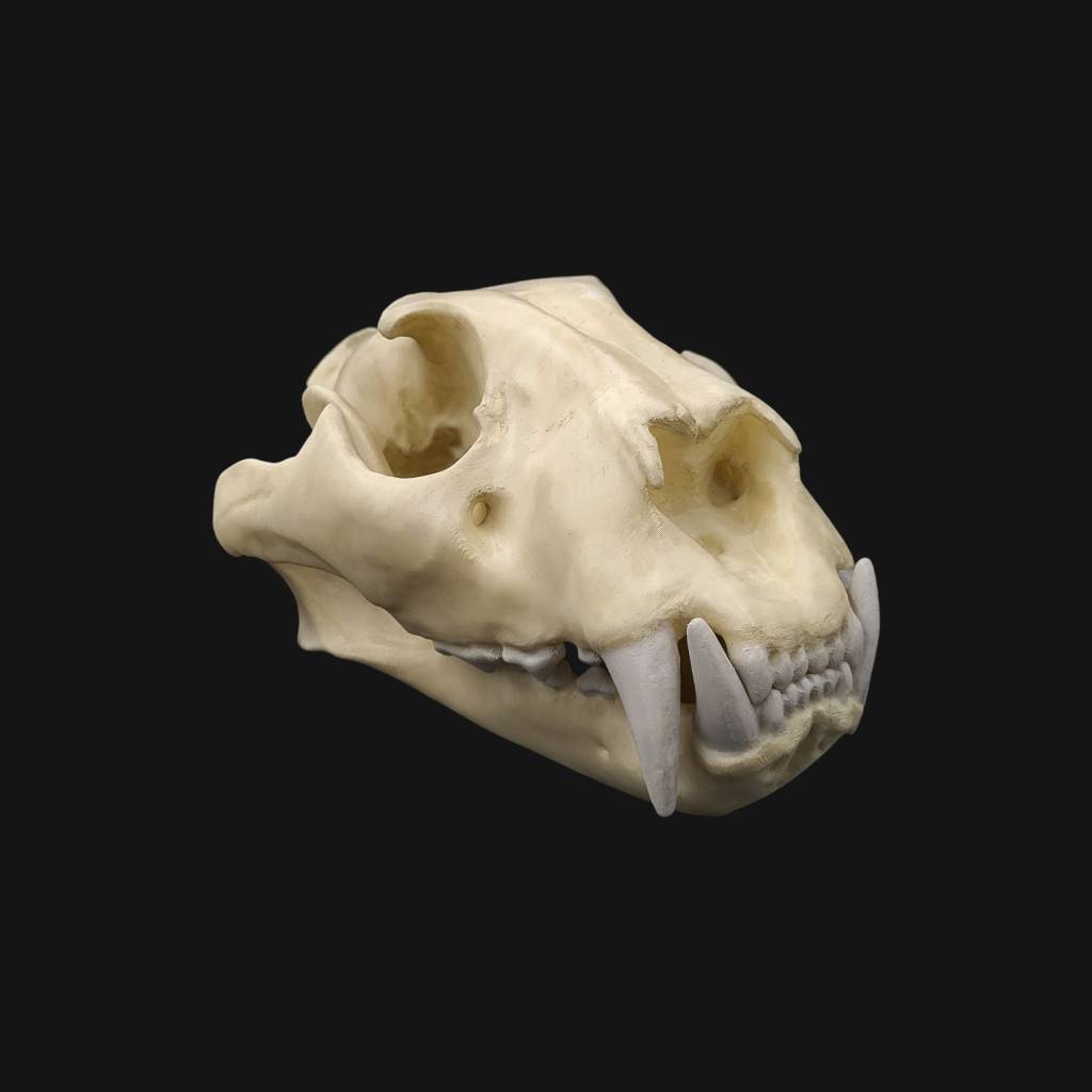 Réplique de crâne de tigre réalisée en impression 3D