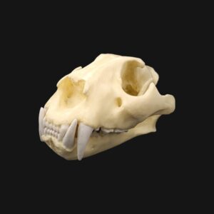 Réplique de crâne de tigre réalisée en impression 3D