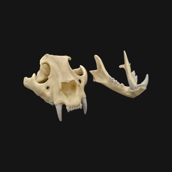 Réplique de crâne de tigre réalisée en impression 3D