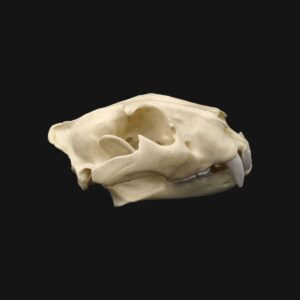 Réplique de crâne de tigre réalisée en impression 3D