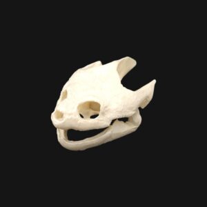 Réplique de crâne de tortue serpentine réalisée en impression 3D