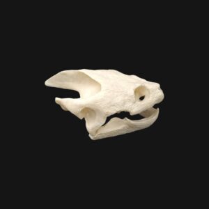Réplique de crâne de tortue serpentine réalisée en impression 3D