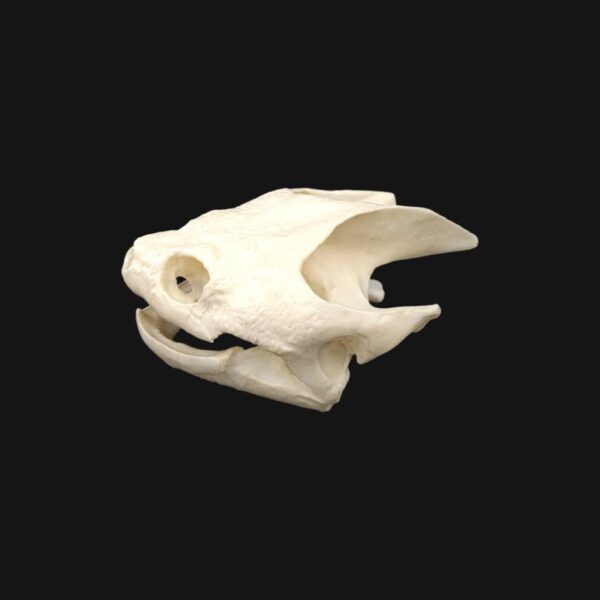 Réplique de crâne de tortue serpentine réalisée en impression 3D