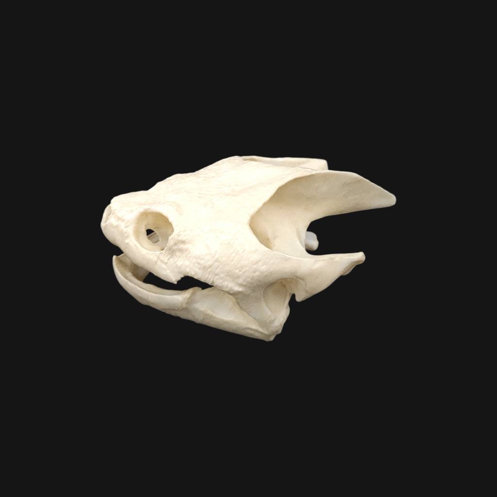Réplique de crâne de tortue serpentine réalisée en impression 3D