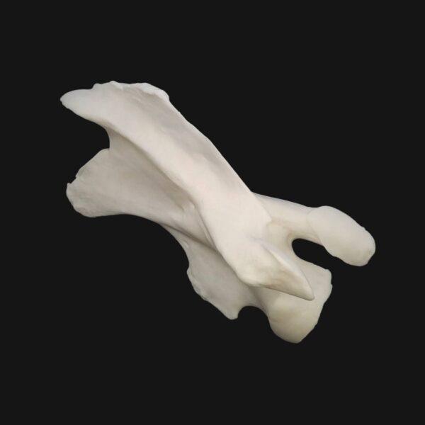 Réplique de vertèbre cervicale de girafe réalisée en impression 3D