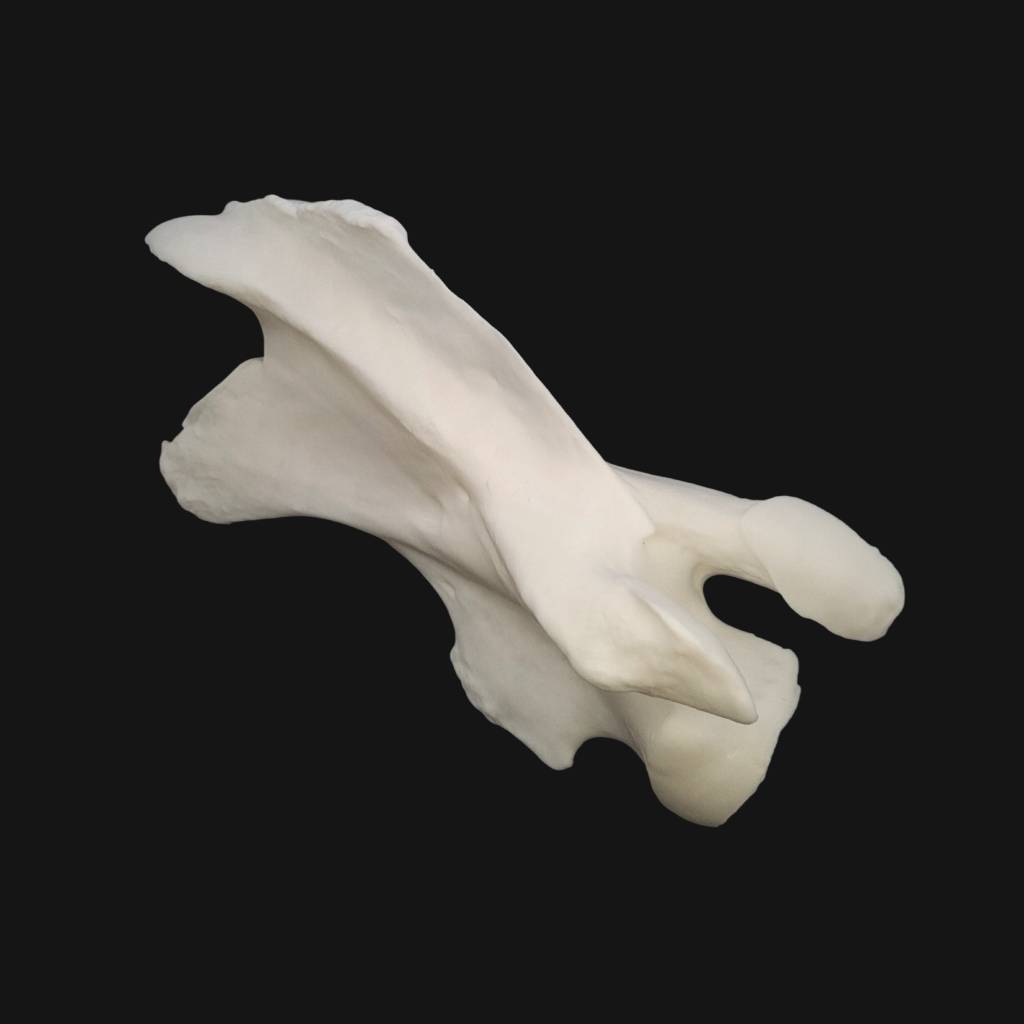 Réplique de vertèbre cervicale de girafe réalisée en impression 3D