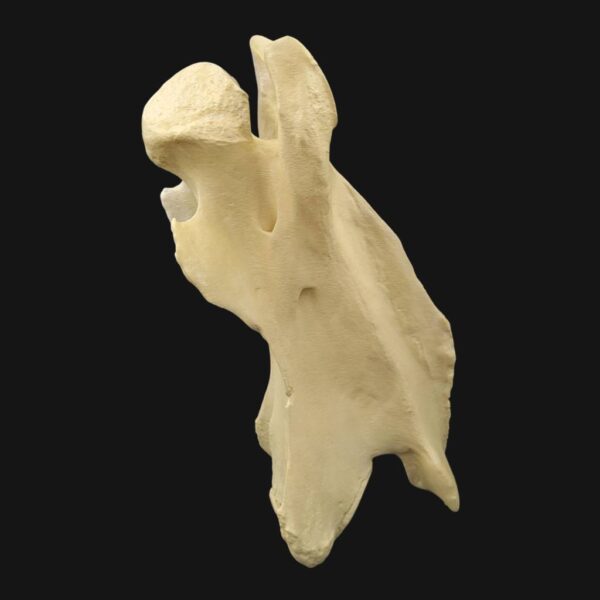 Réplique de vertèbre cervicale de girafe réalisée en impression 3D