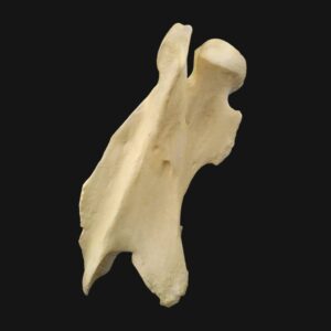 Réplique de vertèbre cervicale de girafe réalisée en impression 3D