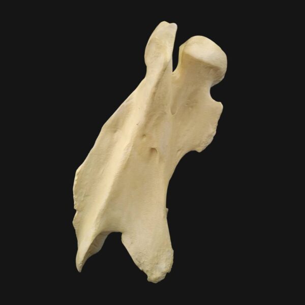 Réplique de vertèbre cervicale de girafe réalisée en impression 3D