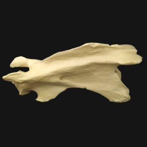 Réplique de vertèbre cervicale de girafe réalisée en impression 3D