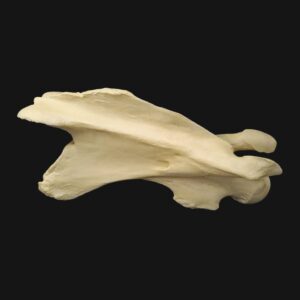 Réplique de vertèbre cervicale de girafe réalisée en impression 3D