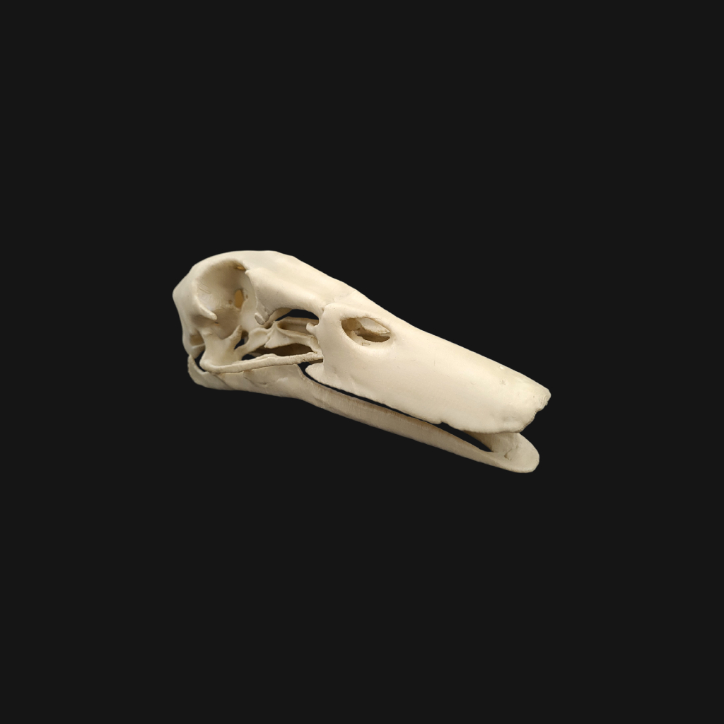 Crâne de canard colvert – Image 1