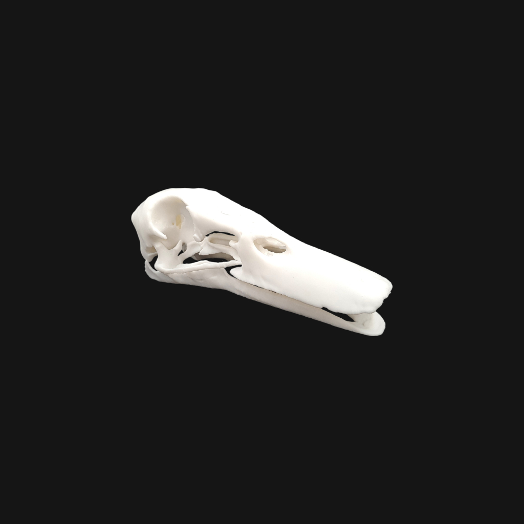 Crâne de canard colvert – Image 5