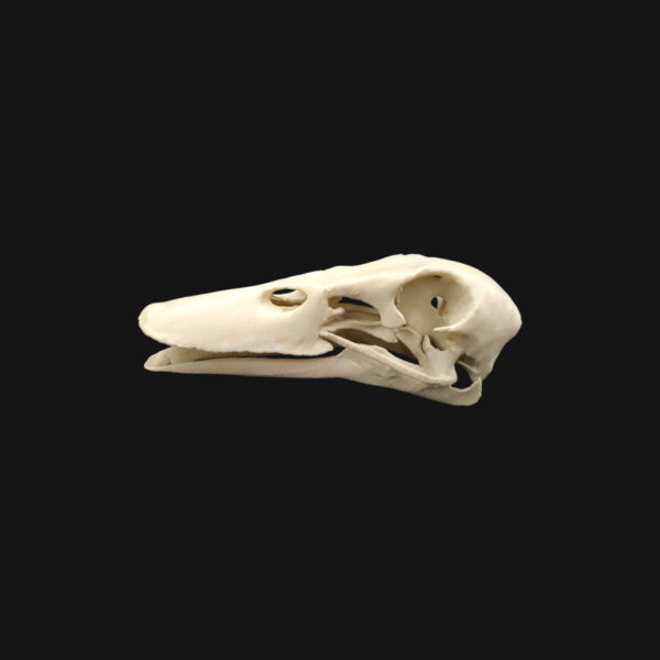 Crâne de canard colvert