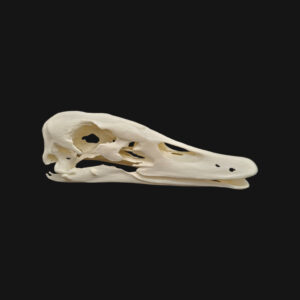 Crâne de cygne – Image 4