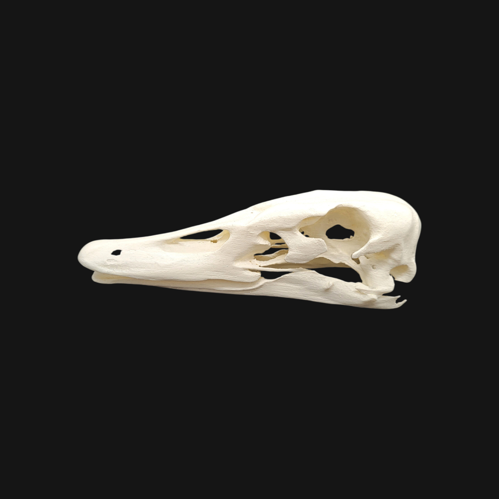 Crâne de cygne – Image 3