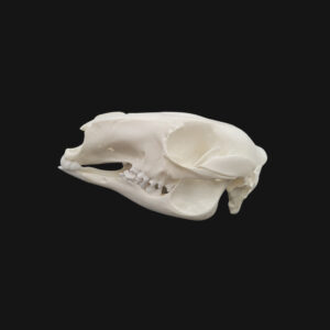 Crâne de kangourou – Image 3