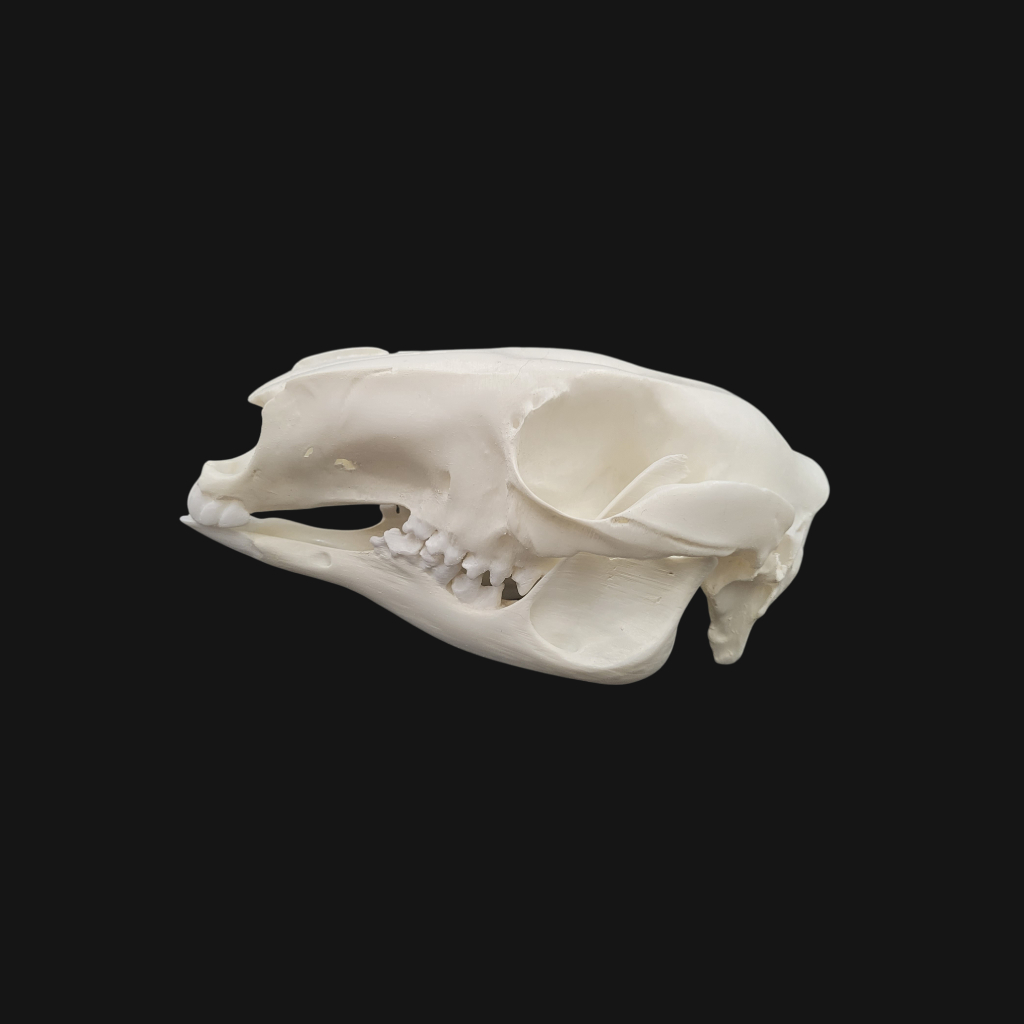 Crâne de kangourou – Image 3