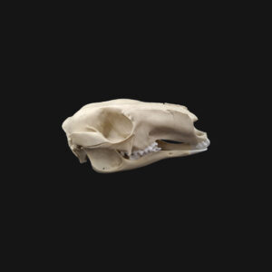 Crâne de kangourou – Image 3