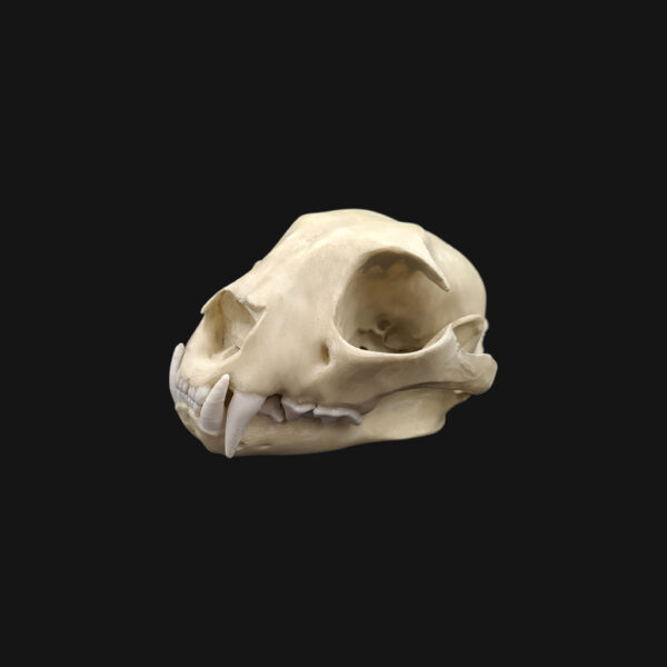 Crâne de lynx boréal