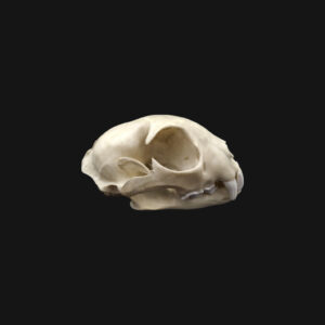 Crâne de lynx boréal – Image 3