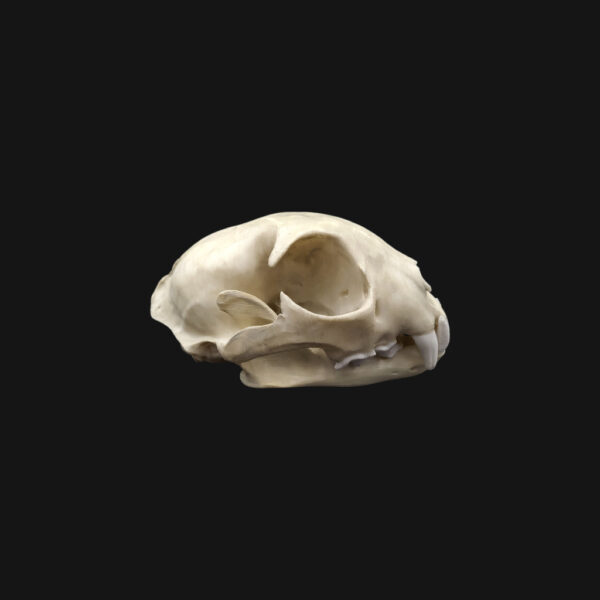 Crâne de lynx boréal