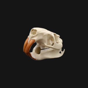 Crâne de ragondin – Image 2