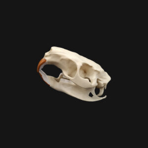 Crâne de ragondin – Image 5