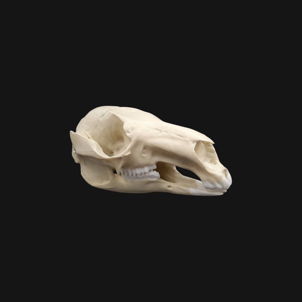 Crâne de wallaby de Bennett – Image 7