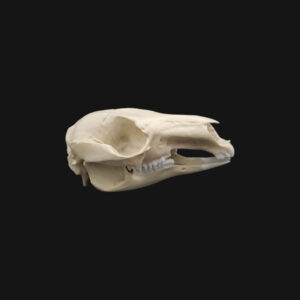 Crâne de wallaby de Bennett – Image 3