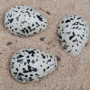 Œuf de gravelot à collier interrompu – Image 3